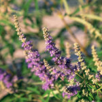 Chaste-tree - Womenstourscrete.com