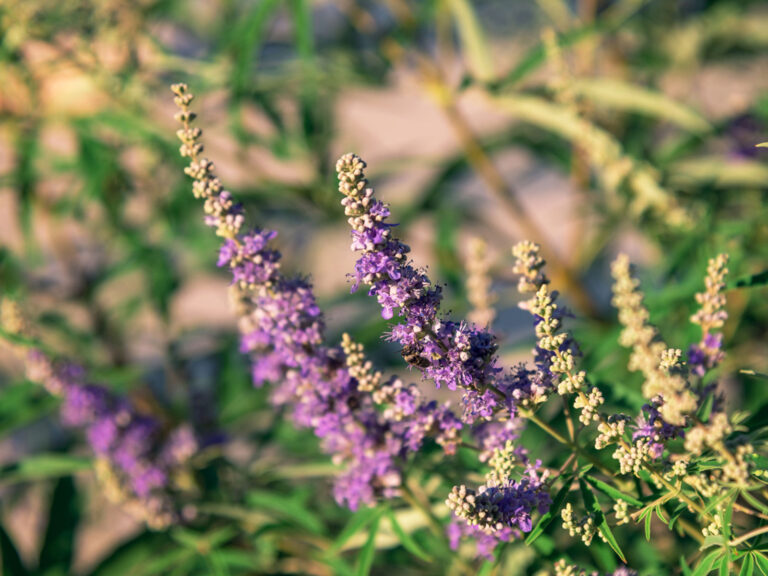 Chaste-tree - Womenstourscrete.com