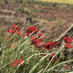 Ifigeneia - Womenstourscrete.com