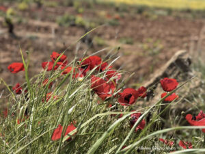 Ifigeneia - Womenstourscrete.com