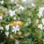 Jasmine - Womenstourscrete.com