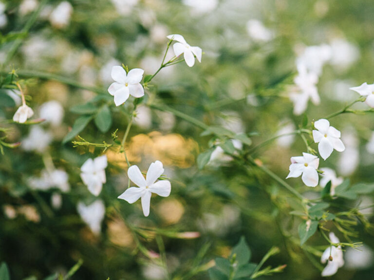 Jasmine - Womenstourscrete.com