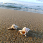 Porphera - Womenstourscrete.com