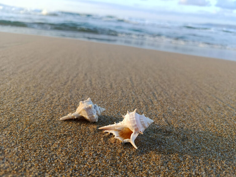 Porphera - Womenstourscrete.com